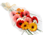 gerberas bunch